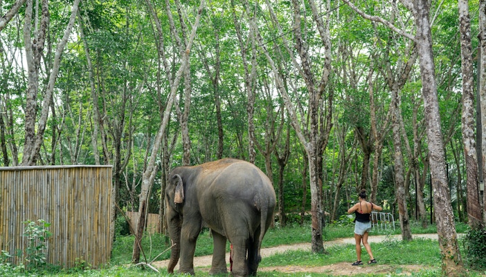 Elephant and person walking in Khaolak Ethical Elephant Sanctuary forest.