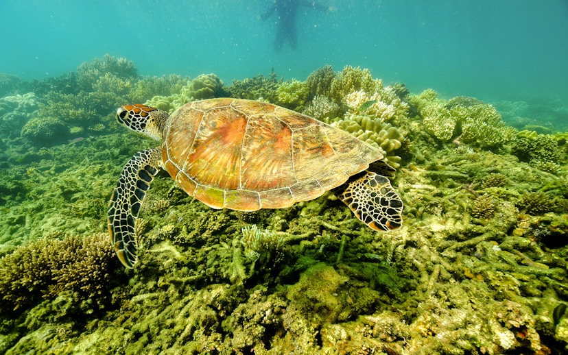 Sea turtle swimming over coral reef at Fitzroy Island.