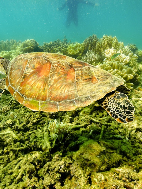 Sea turtle swimming over coral reef at Fitzroy Island.