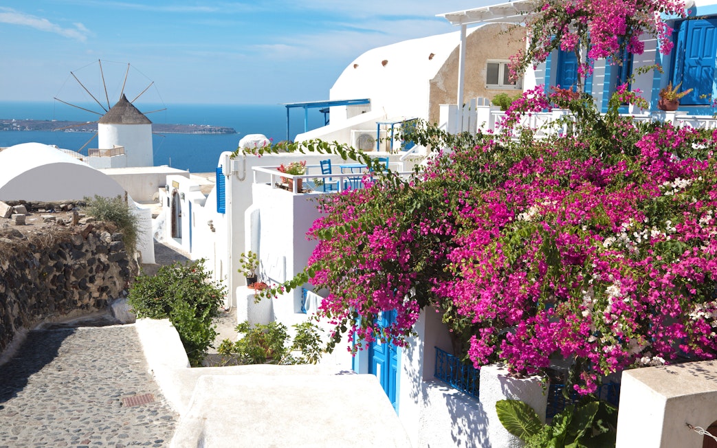 Bougainvillea flowers on a white building in Santorini with a windmill and sea view.