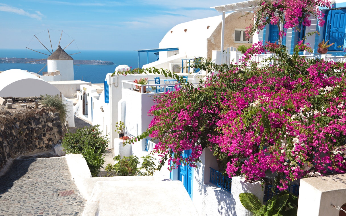 Bougainvillea flowers on a white building in Santorini with a windmill and sea view.