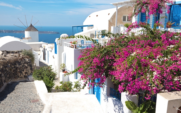 Bougainvillea flowers on a white building in Santorini with a windmill and sea view.