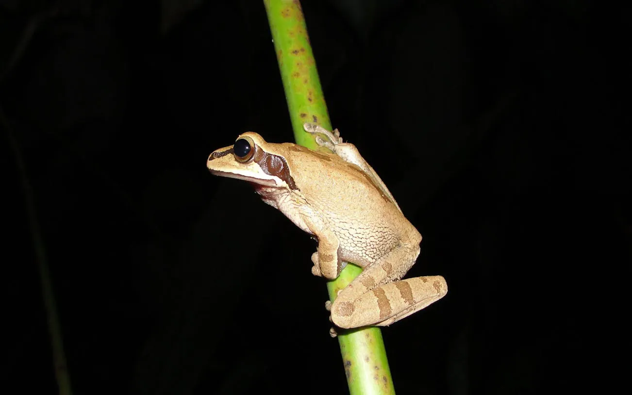 Tree frog on a branch during Jungle Night Walk in Manuel Antonio.