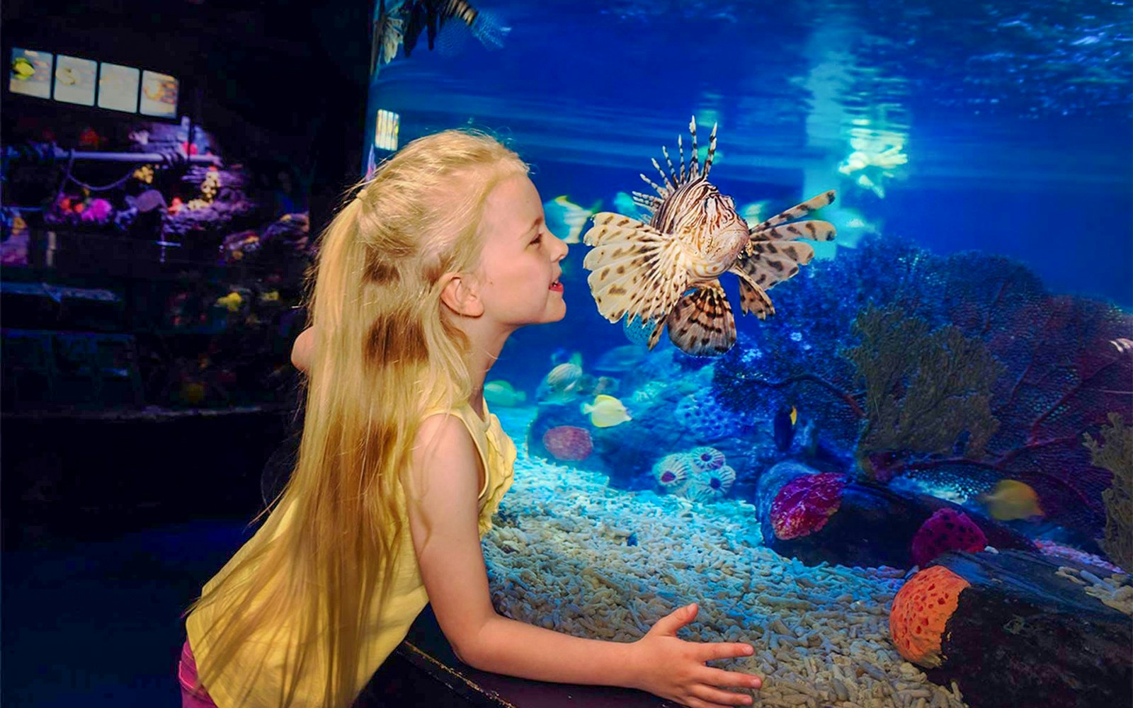 Child observing lionfish at SEA LIFE London aquarium.