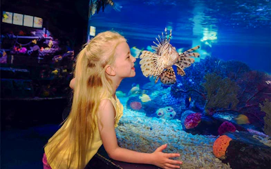 Child observing lionfish at SEA LIFE London aquarium.