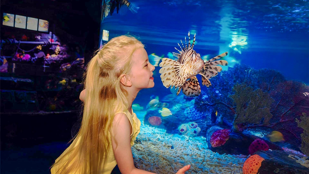 Child observing lionfish at SEA LIFE London aquarium.