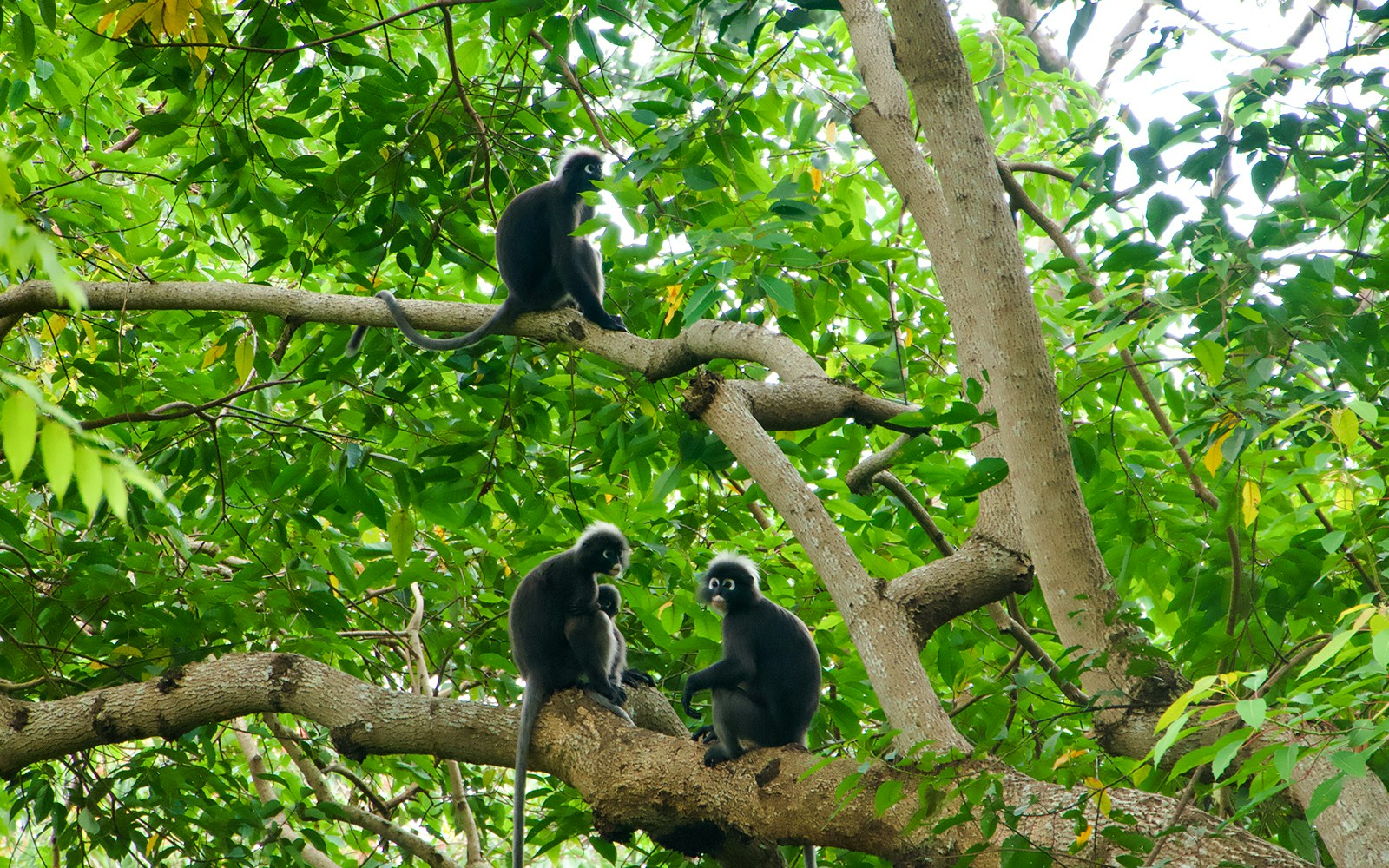 Dusky leaf monkeys sitting on tree branches in Langkawi, Malaysia.