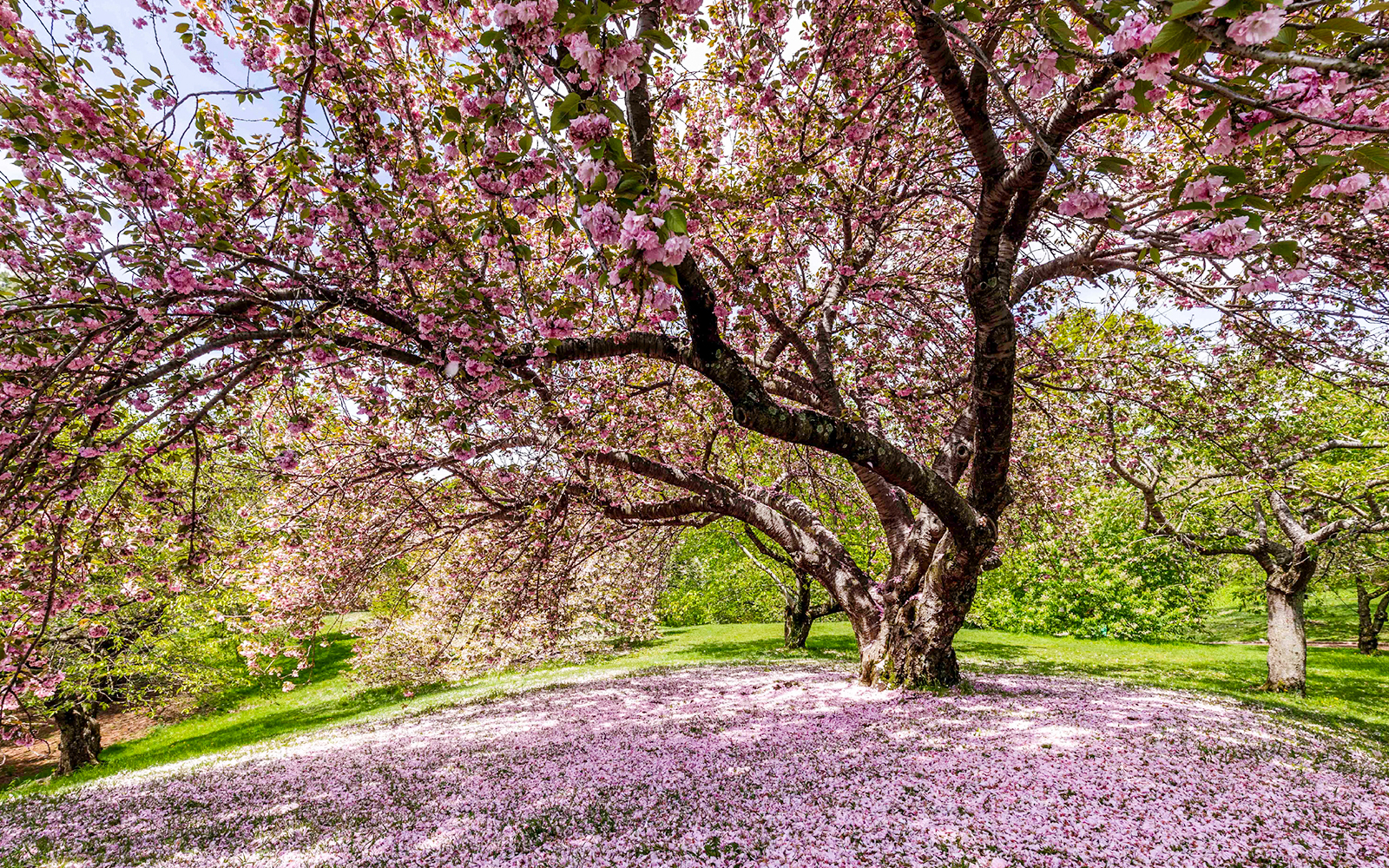 Cherries on a tree branch in a Japanese orchard during a cherry-picking tour.