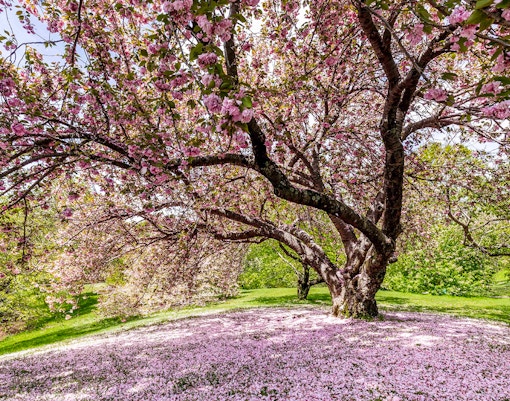 Cherries on a tree branch in a Japanese orchard during a cherry-picking tour.