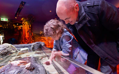 Child exploring sea urchin at interactive Rockpools exhibit, Sea Life Melbourne.