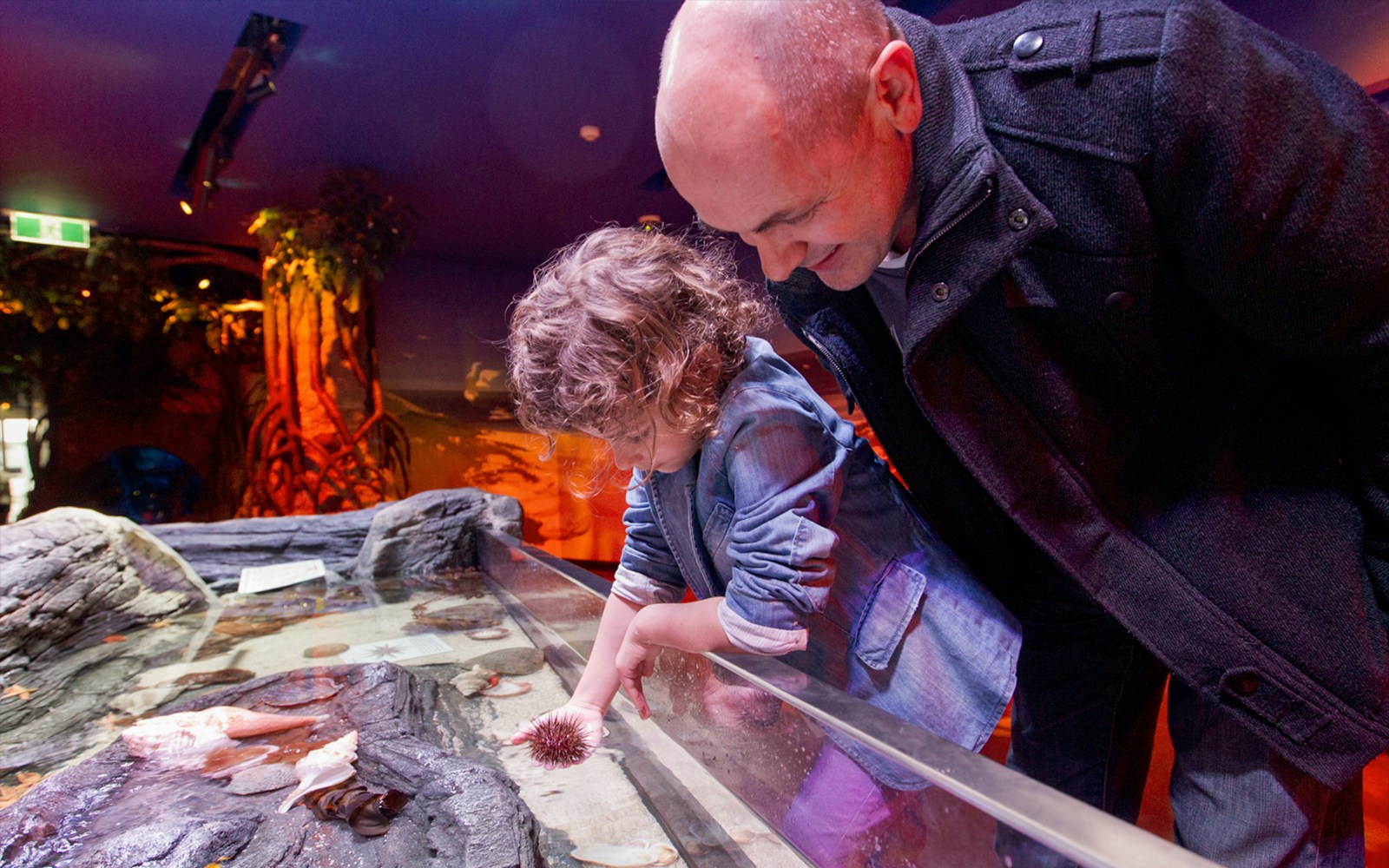 The interactive touch Rockpools exhibit, Sea Life Melbourne