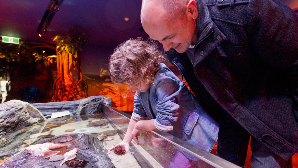 Visitors exploring the interactive touch Rockpools exhibit at Sea Life Melbourne Aquarium.