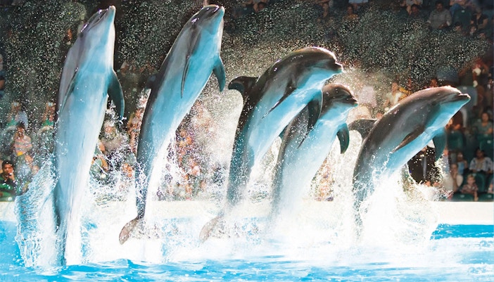 Group of Dolphins performing tricks in water