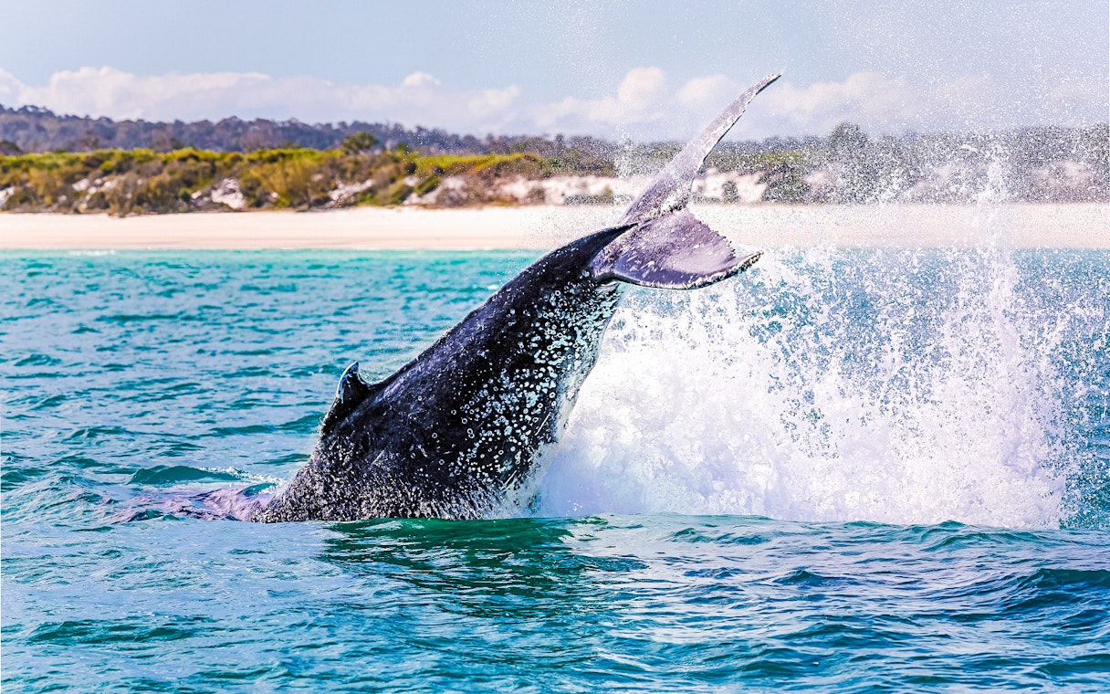 Whale breaching the ocean surface near a sandy coastline.
