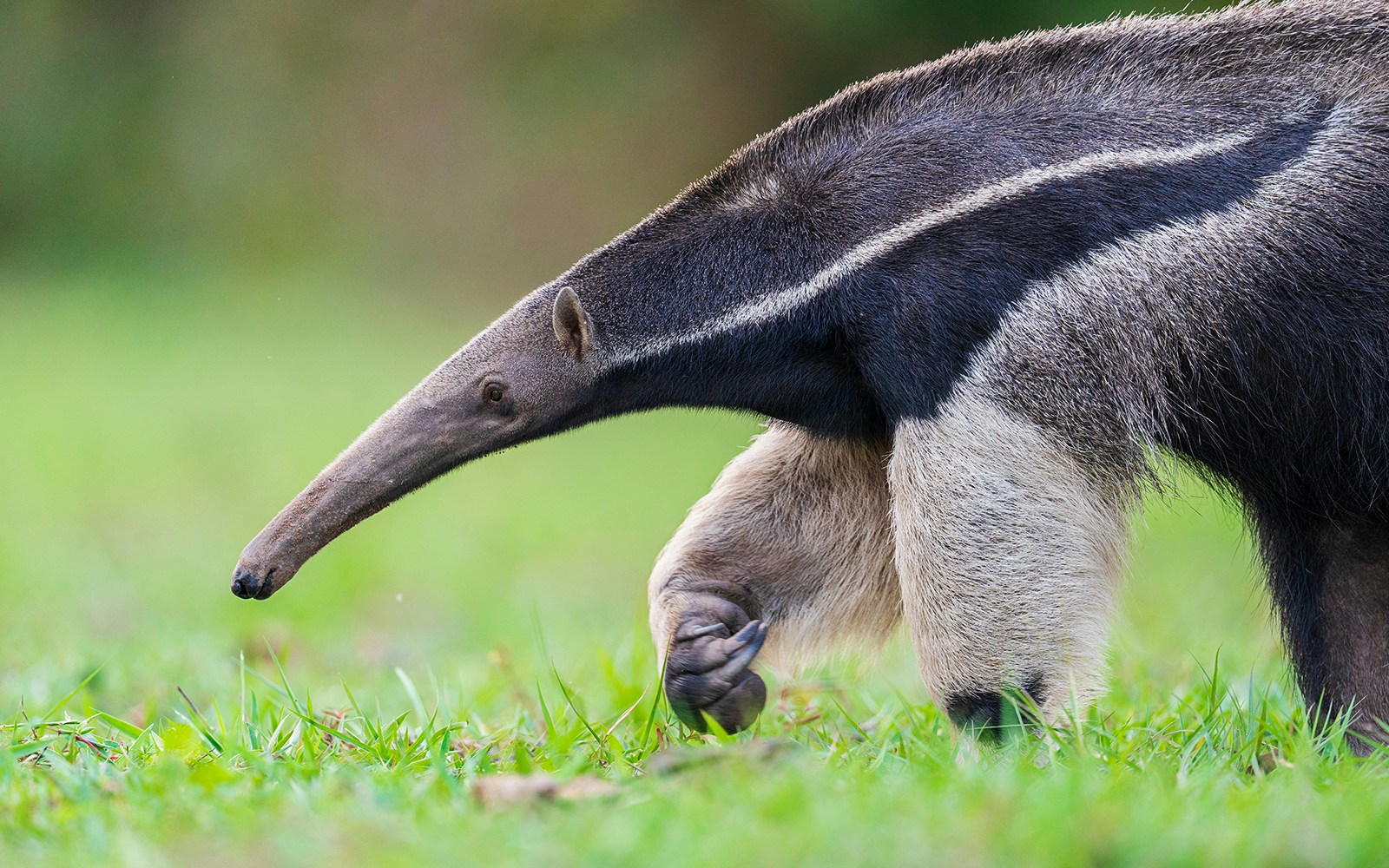 Giant anteater