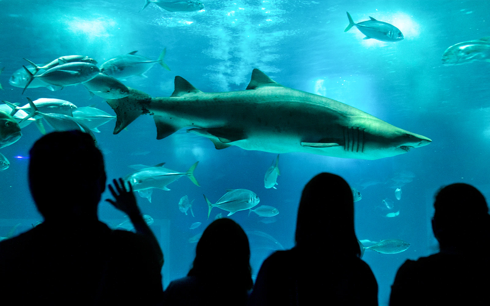 Shark swimming with fish at AquaRio aquarium, Rio de Janeiro, Brazil.