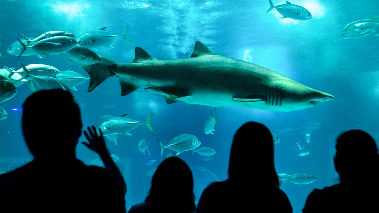 Shark swimming with fish at AquaRio aquarium, Rio de Janeiro, Brazil.