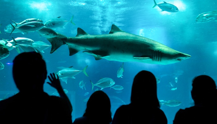 Shark swimming with fish at AquaRio aquarium, Rio de Janeiro, Brazil.