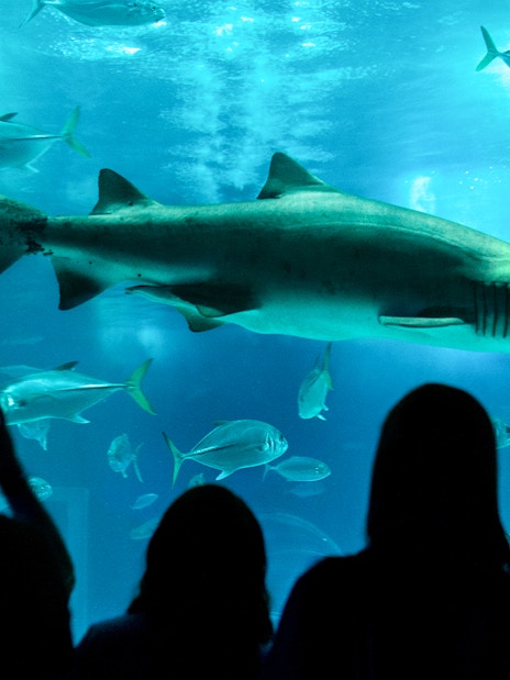 Shark swimming with fish at AquaRio aquarium, Rio de Janeiro, Brazil.