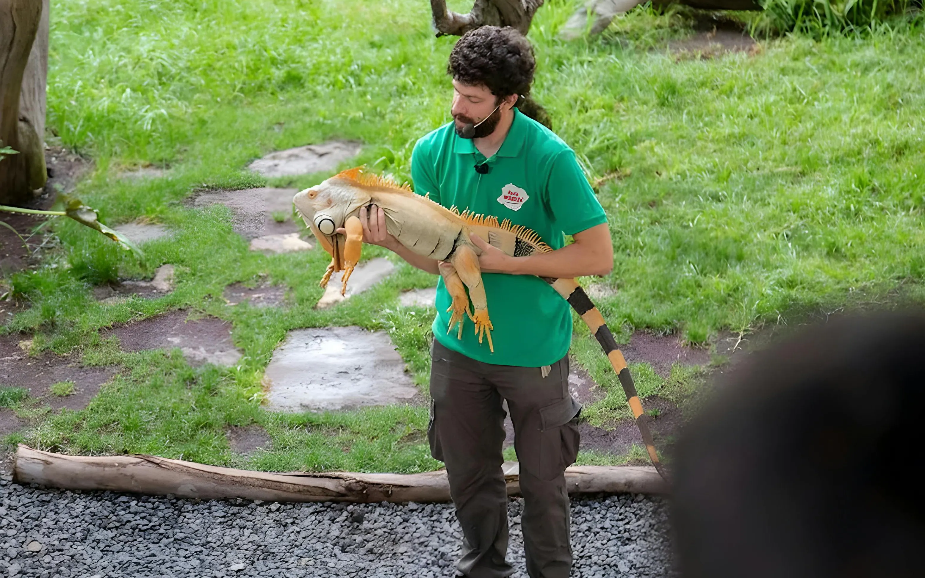 Handler presenting iguana at Oasis Wildlife land dragon show.