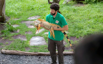 Handler presenting iguana at Oasis Wildlife land dragon show.