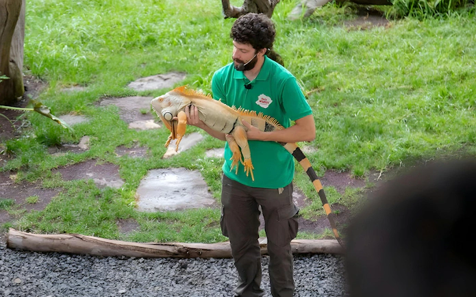 Handler presenting iguana at Oasis Wildlife land dragon show.