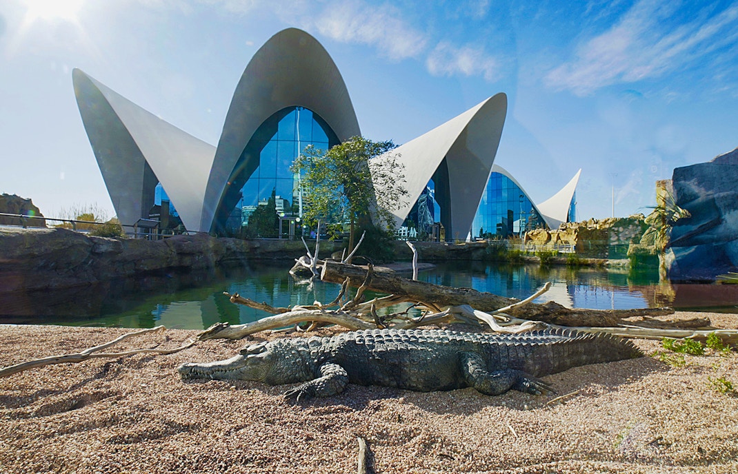 Crocodile basking in front of Oceanografic Valencia's unique architecture.