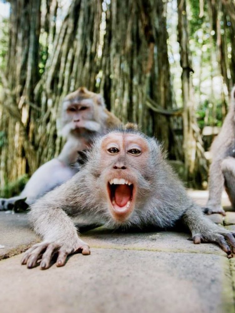 Monkeys in Sacred Monkey Forest Ubud, Bali, with lush trees in the background.