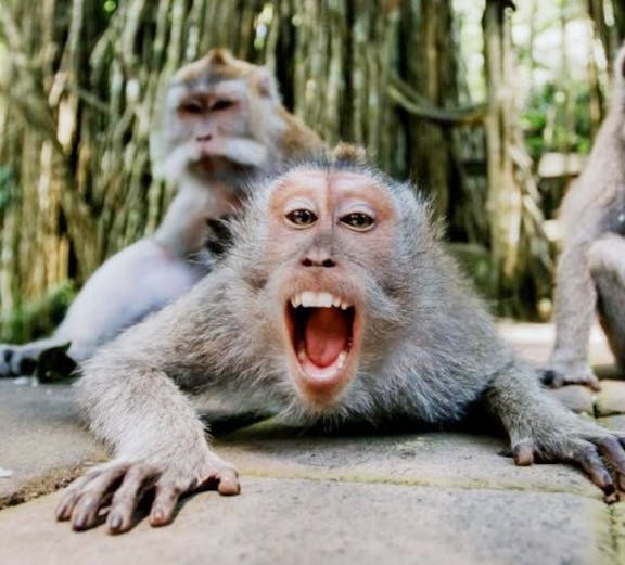 Monkeys in Sacred Monkey Forest Ubud, Bali, with lush trees in the background.