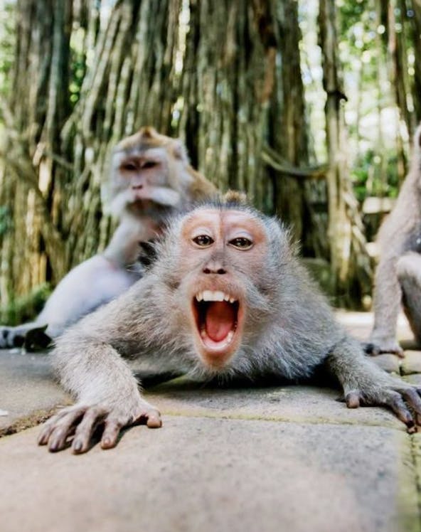 Monkeys in Sacred Monkey Forest Ubud, Bali, with lush trees in the background.