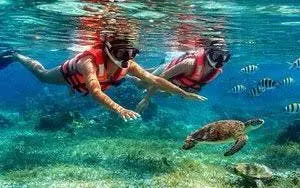 Snorkelers exploring coral reef with sea turtle at Puerto Morelos National Reef Park, Riviera Maya.
