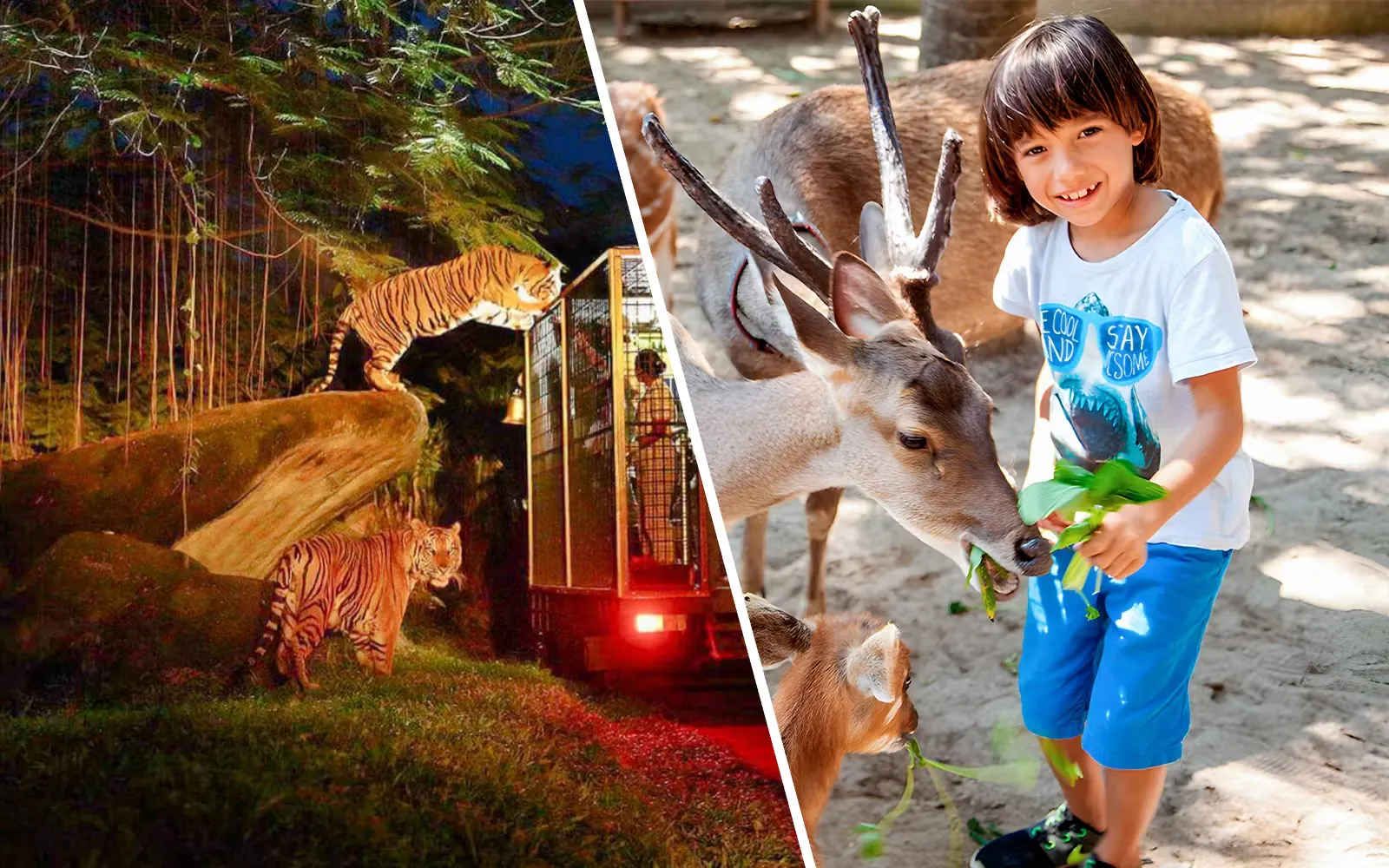 zestaw biletów: bilety na wejście do zoo na bali z wycieczką po śniadaniu i nocnym safari-1