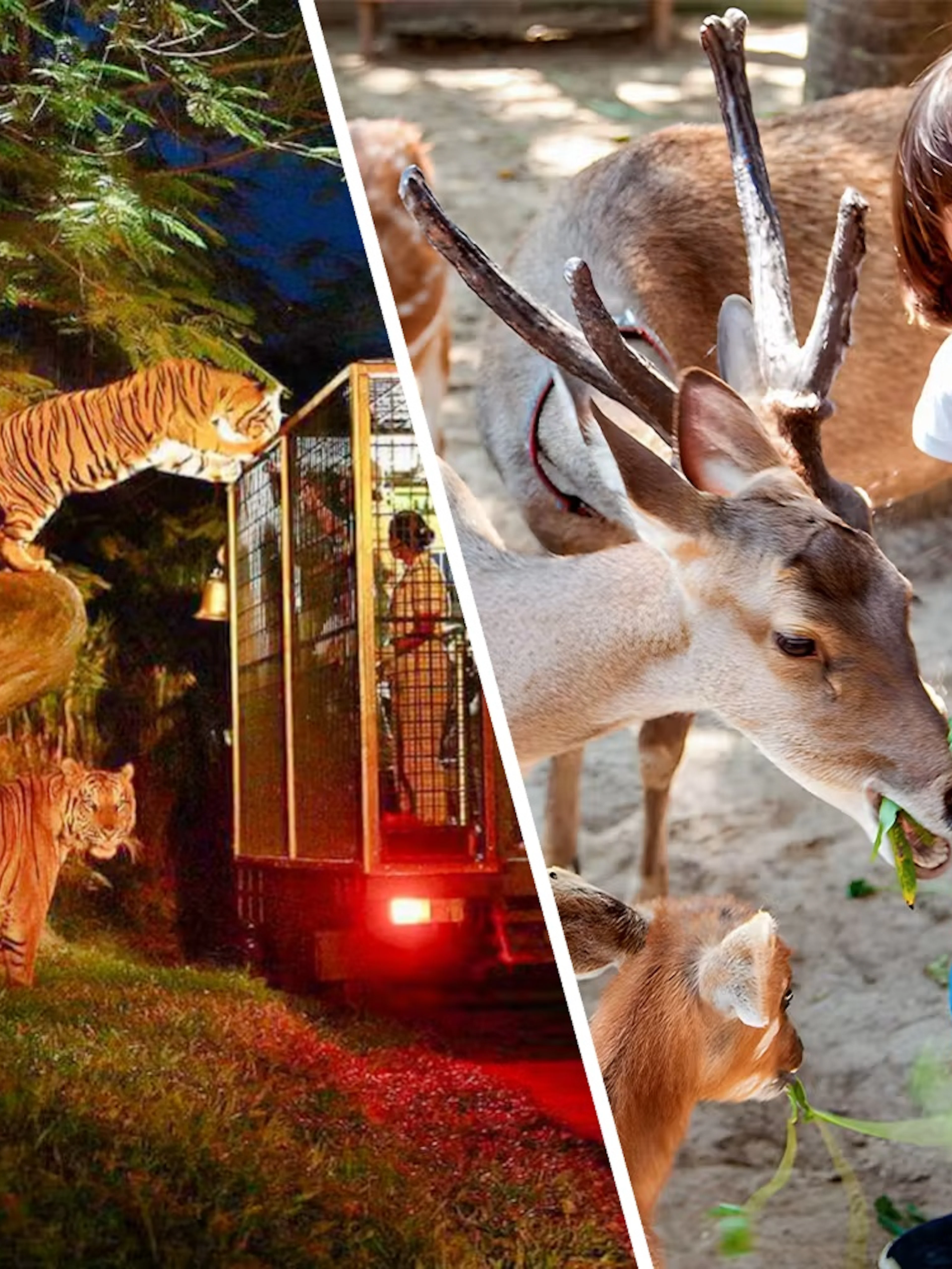 combo (save 26%): bali zoo entry tickets with breakfast experience and night safari-1