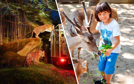 Combo: Bali Zoo Entry Tickets with Breakfast Experience and Night Safari