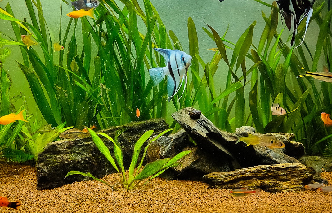 Tropical fish swimming among plants in a freshwater aquarium with mangrove roots.
