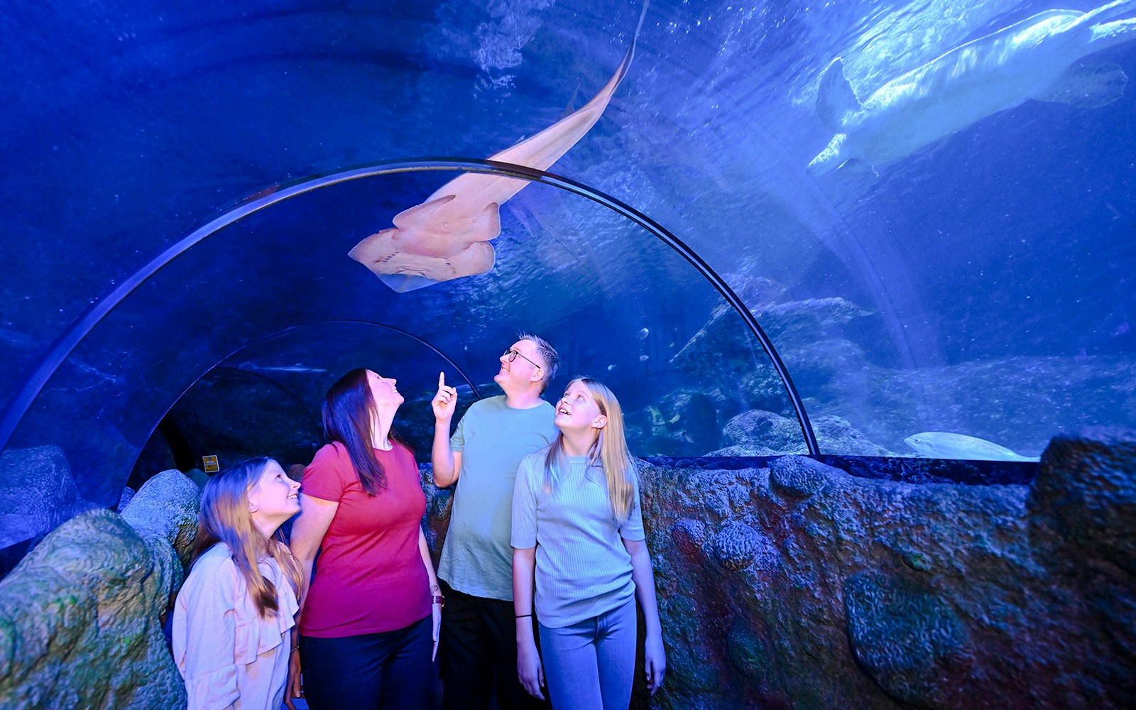 Guests observing marine life in the underwater tunnel at SEA Life Manchester.