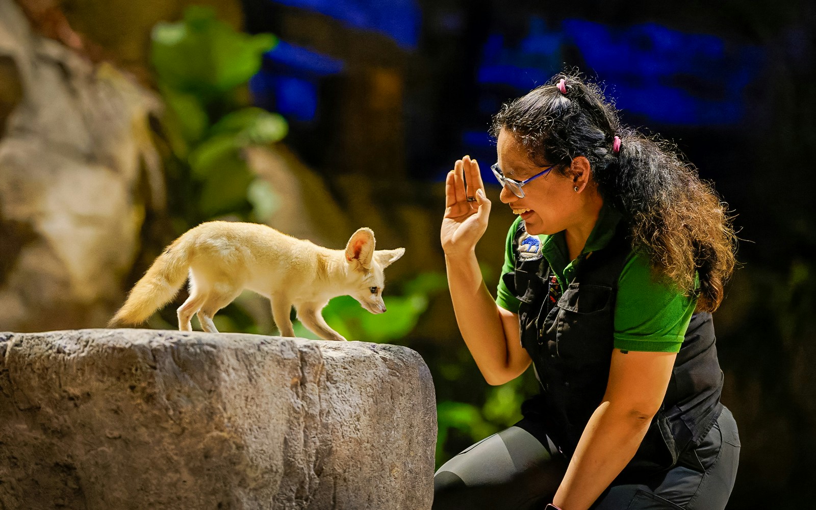 Fennec fox interacting with a guide at Singapore Zoo's Night Safari.