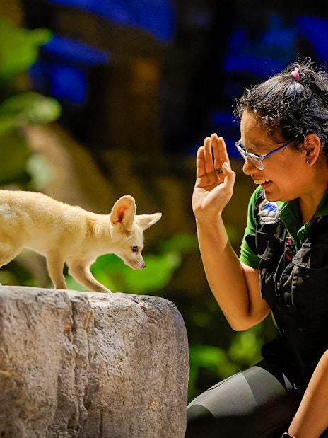 Fennec fox interacting with a guide at Singapore Zoo's Night Safari.