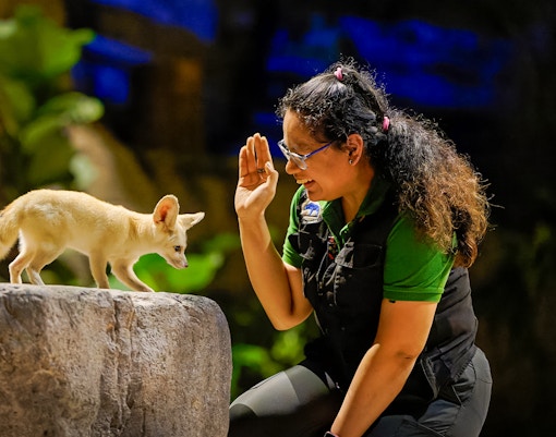 Fennec fox interacting with a guide at Singapore Zoo's Night Safari.