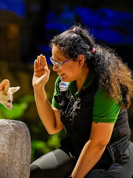 Fennec fox interacting with a guide at Singapore Zoo's Night Safari.