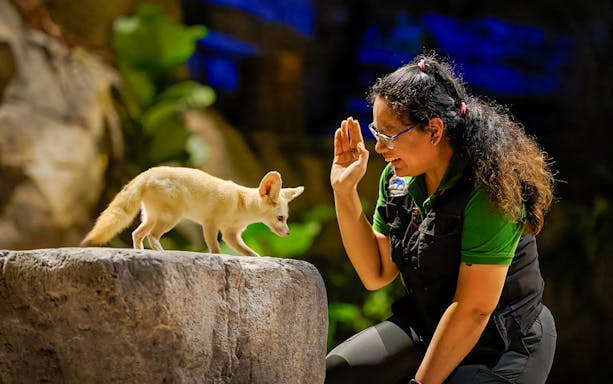 Fennec fox interacting with a guide at Singapore Zoo's Night Safari.