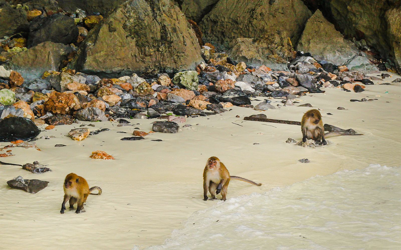 Monkeys on a rocky beach near the water's edge.