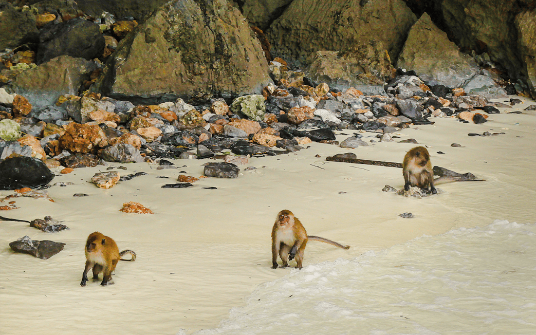 Monkeys on a rocky beach near the water's edge.