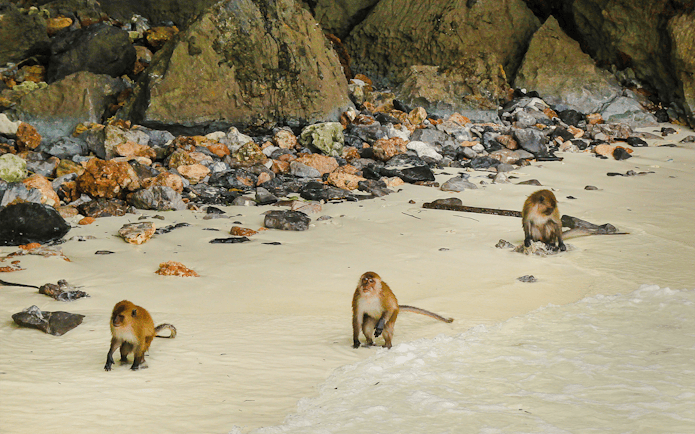 Monkeys on a rocky beach near the water's edge.