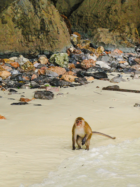 Monkeys on a rocky beach near the water's edge.