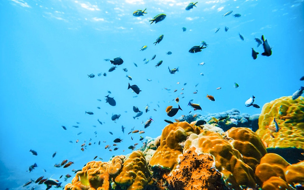 Colorful fish swimming over coral reef in West Nusa Penida Island waters.