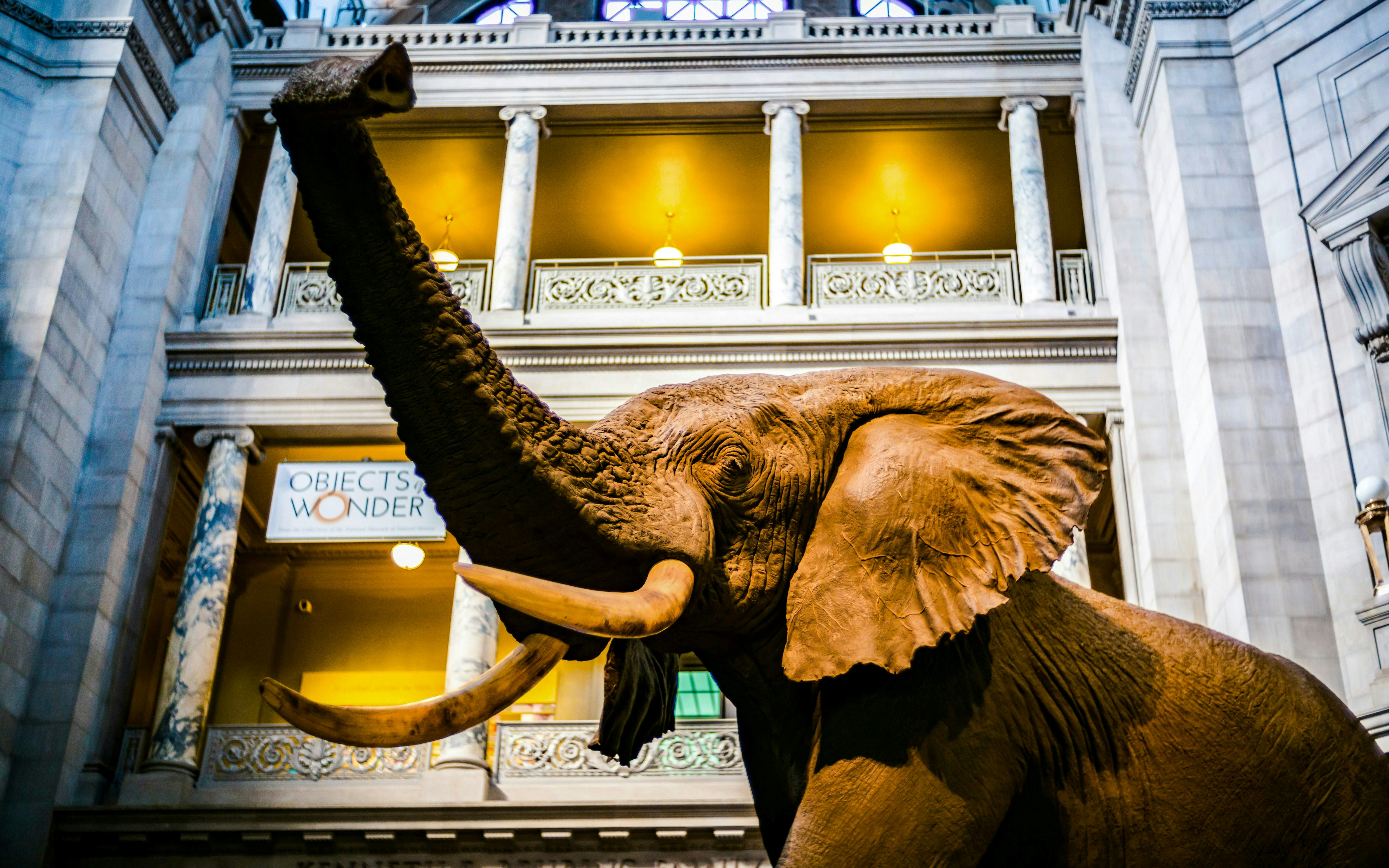 Elephant exhibit at Smithsonian National Museum of Natural History.
