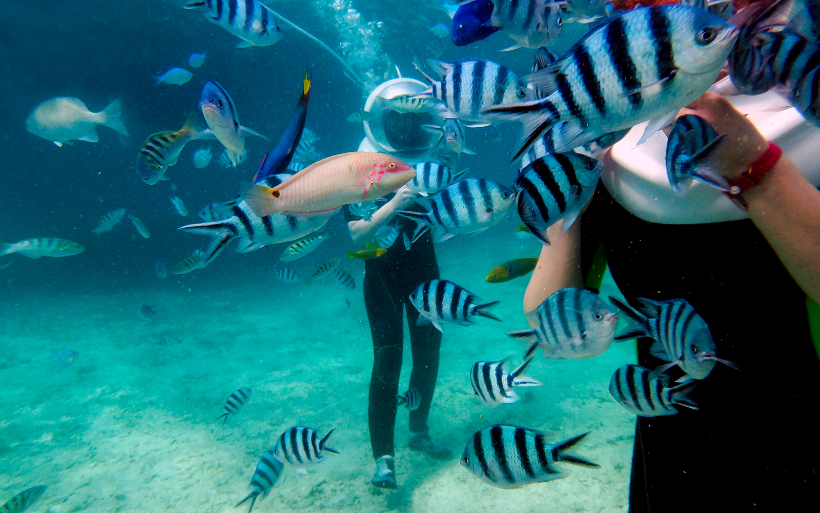 Lost Chambers Aquarium