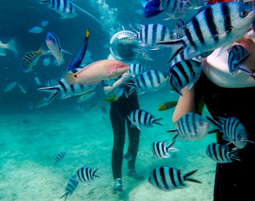 seaworld abu dhabi tickets