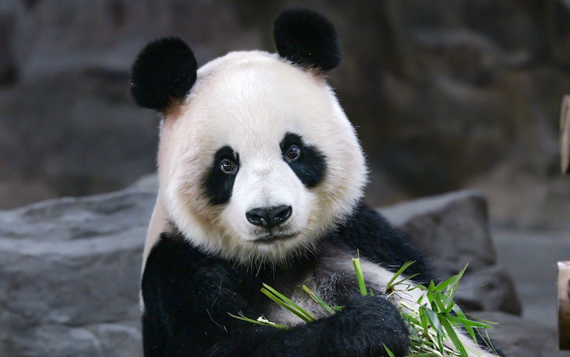 Panda eating bamboo at Schönbrunn Zoo, Vienna.